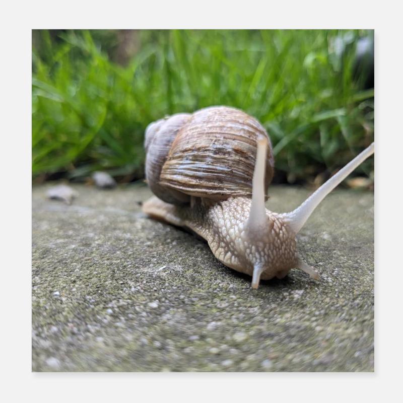 Snails Macro Natural Design Poster 8" x 8" (20x20 cm)