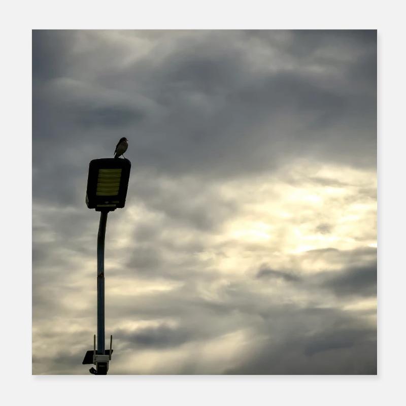 Bird on a lamppost under clouds Poster 8" x 8" (20x20 cm)