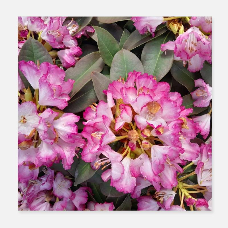 Bright Pink Rhododendron Poster 8" x 8" (20x20 cm)