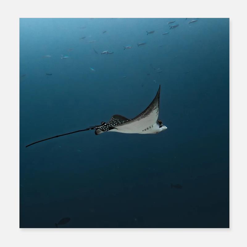 Manta gleiten über den Ozean-Abgrund Poster 20x20 cm