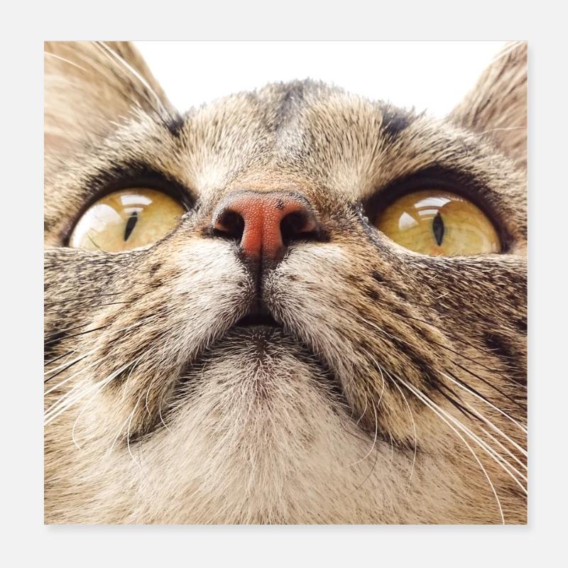 Visage de chat Minka Poster 20 x 20 cm