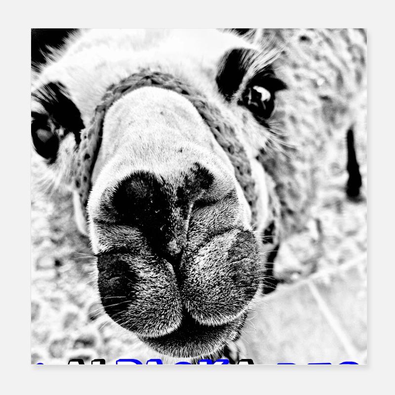 ALPAKA-i pack des-ich packe das, Wortwitz, Dialekt Poster 20x20 cm