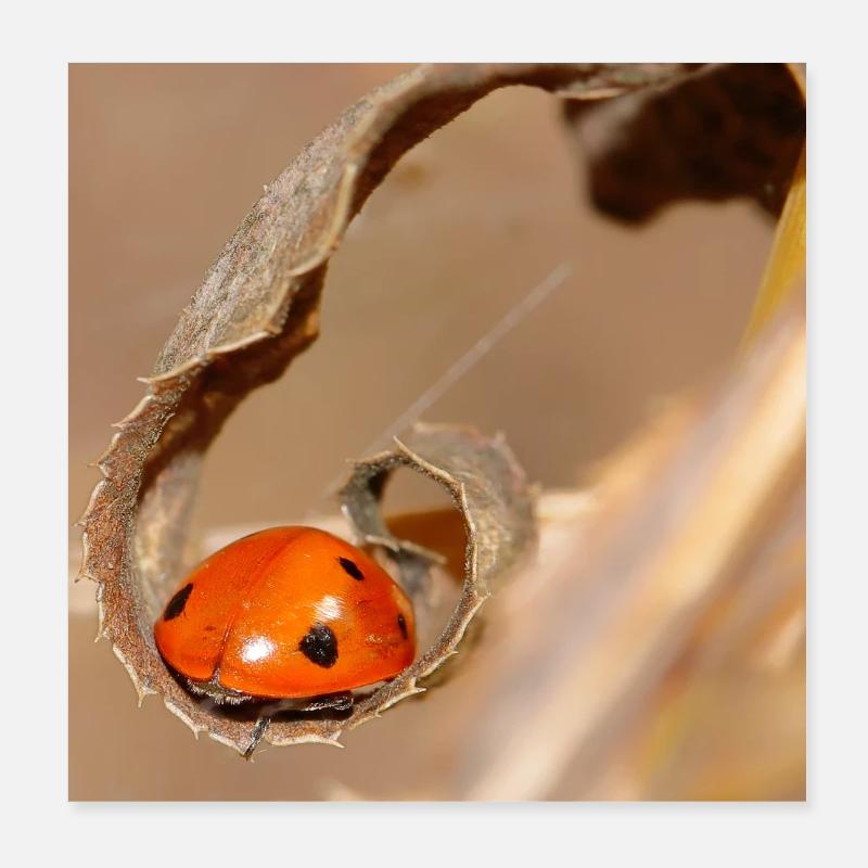 Coccinelle sur feuille séchée Poster 20 x 20 cm