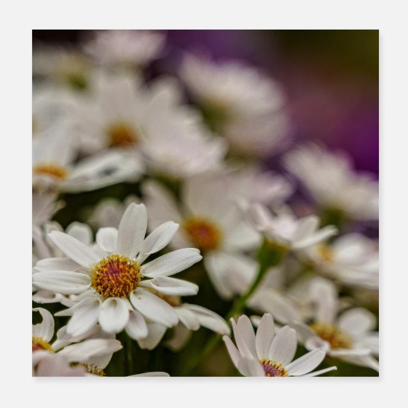 Marguerites Fleurs Poster 20 x 20 cm