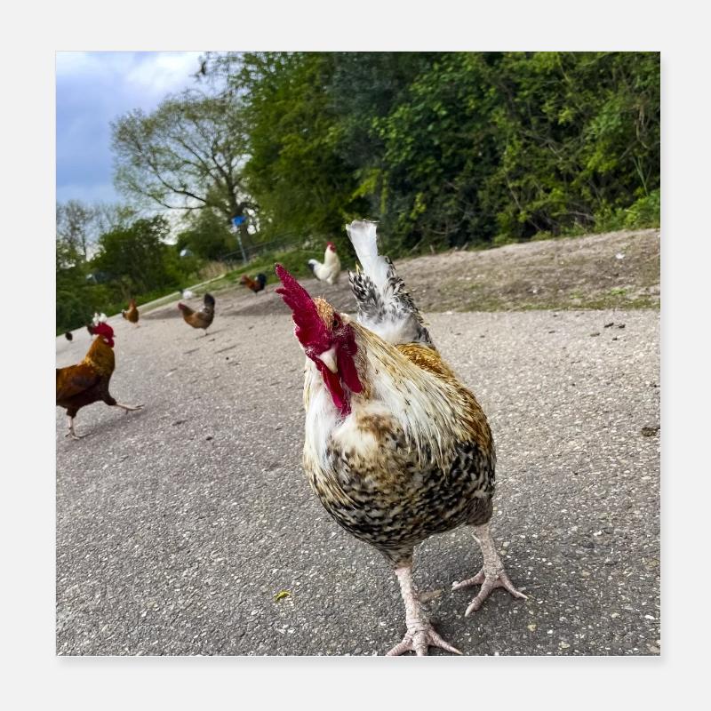 Bist du ein Huhn?? Poster 20x20 cm
