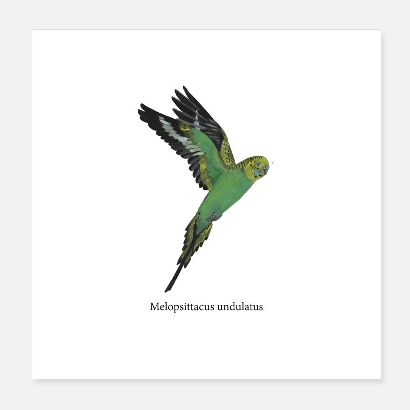 Budgerigar in flight Poster 8" x 8" (20x20 cm)