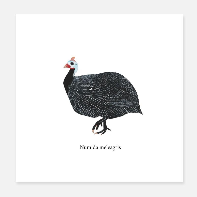 Pintade - Poster 20 x 20 cm - blanc