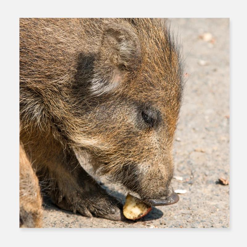 Boarling boar (Sus scrofa) in the forest Poster 8" x 8" (20x20 cm)