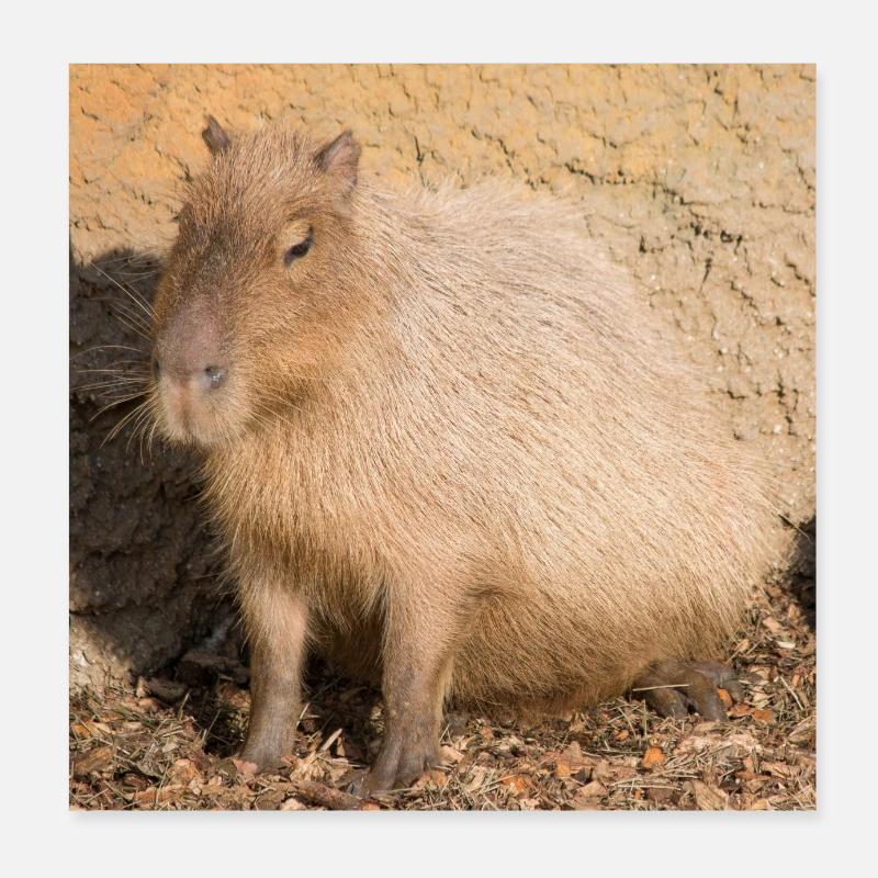 Capybara capybara (Hydrochoerus hydrochaeris) Poster 20 x 20 cm
