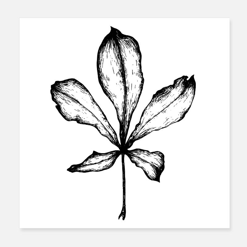 Aesculus - Poster 20x20 cm - Weiß
