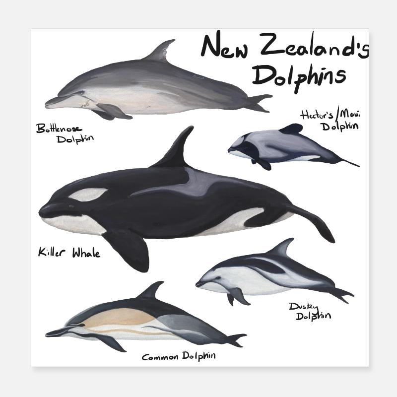 Dauphins de Nouvelle-Zélande Poster 20 x 20 cm