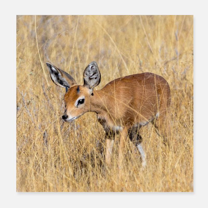 DikDik - Poster 8" x 8" (20x20 cm) - white