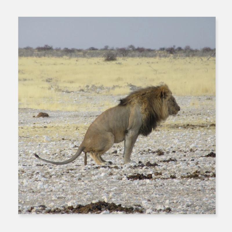 Lion nimmt Scheiße in Namibia Poster 20x20 cm