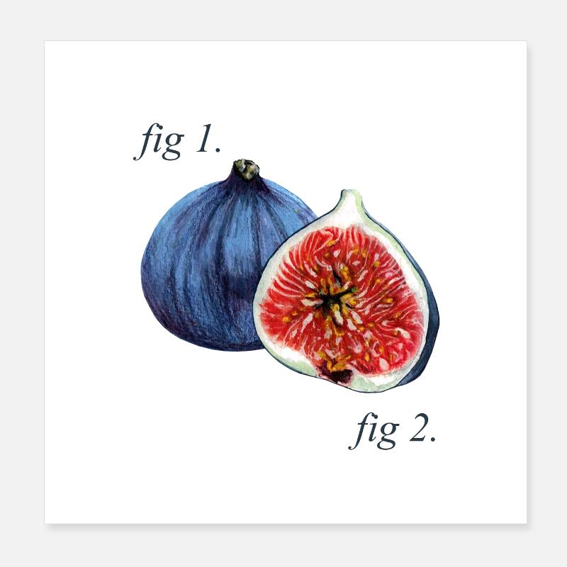 Fig. 1. Schéma des figues. Poster 20 x 20 cm