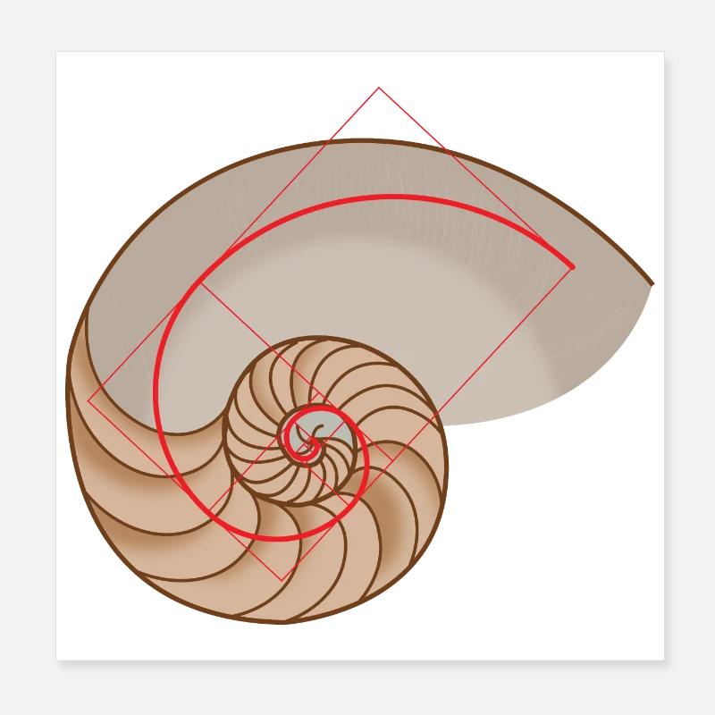 Mathematics symbols Golden spiral nautilus shell Poster 8" x 8" (20x20 cm)