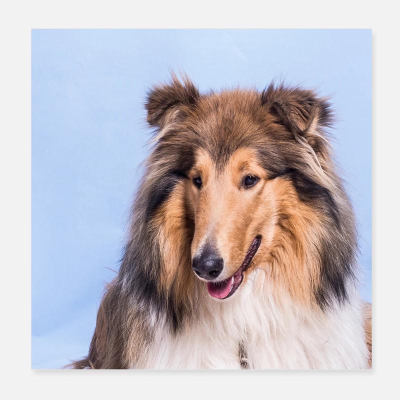 Collie 2 Poster 20 x 20 cm