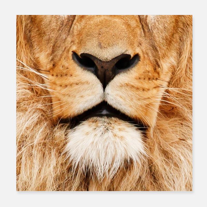 Leo - Poster 20x20 cm - hvid