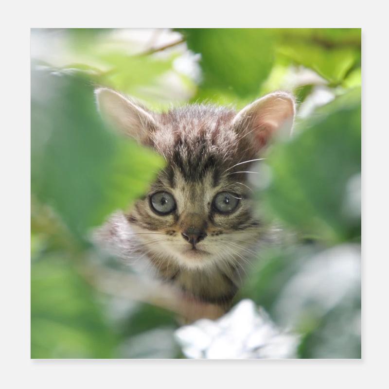 Chaton timide mais curieux Poster 20 x 20 cm