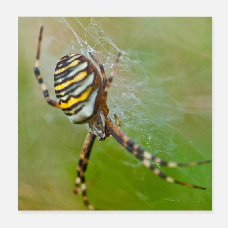 zebraspinne Poster 20x20 cm