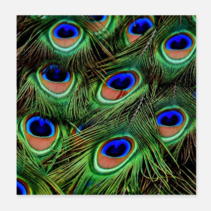 Pfauenfedern Poster 20x20 cm