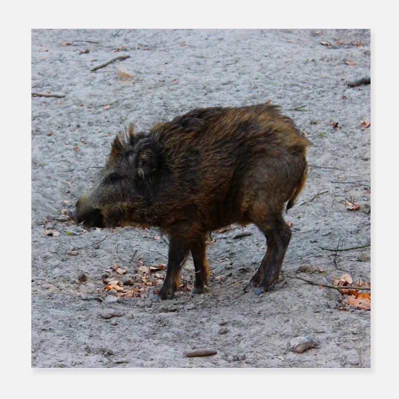 Wild boar hunter ranger hunt forest gift Poster 8" x 8" (20x20 cm)