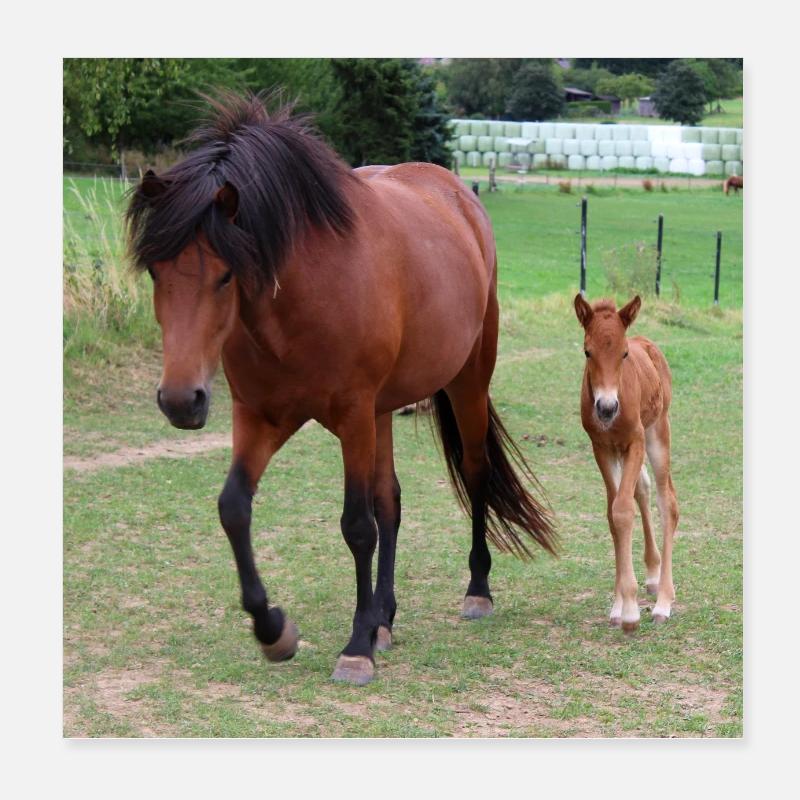 Affiche Cheval Cheval Poster 20 x 20 cm