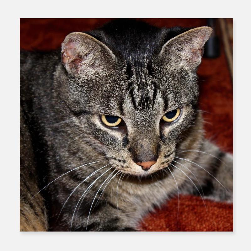 Cat Kitten Poster 8" x 8" (20x20 cm)