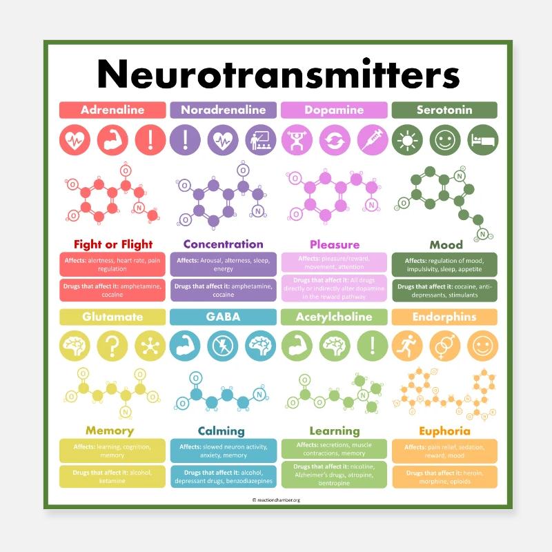 Affiche de neurotransmetteur - Poster 20 x 20 cm - blanc