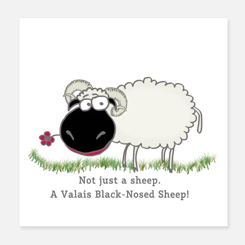 black nose sheep Poster 20x20 cm