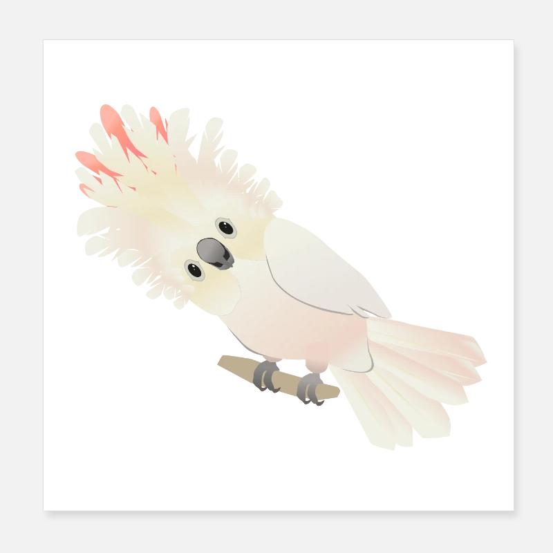 Cacatoès des Moluques Poster 20 x 20 cm