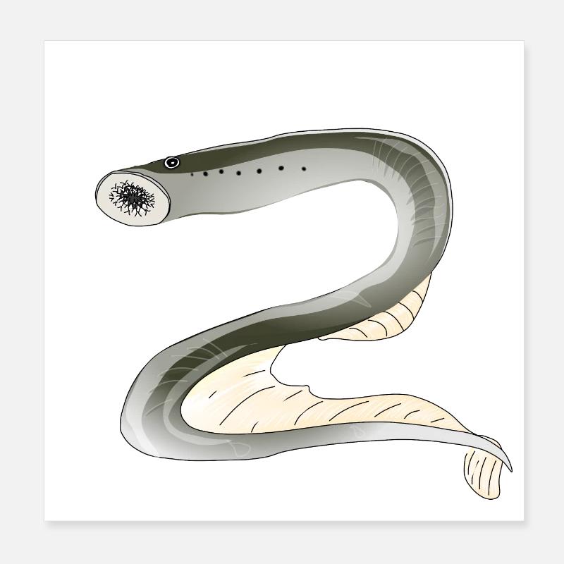 Lamprey fish biodiversity Poster 8" x 8" (20x20 cm)