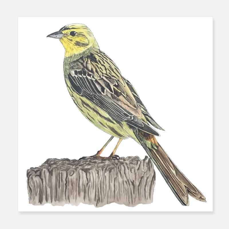 Goldammer Vogel Poster 20x20 cm