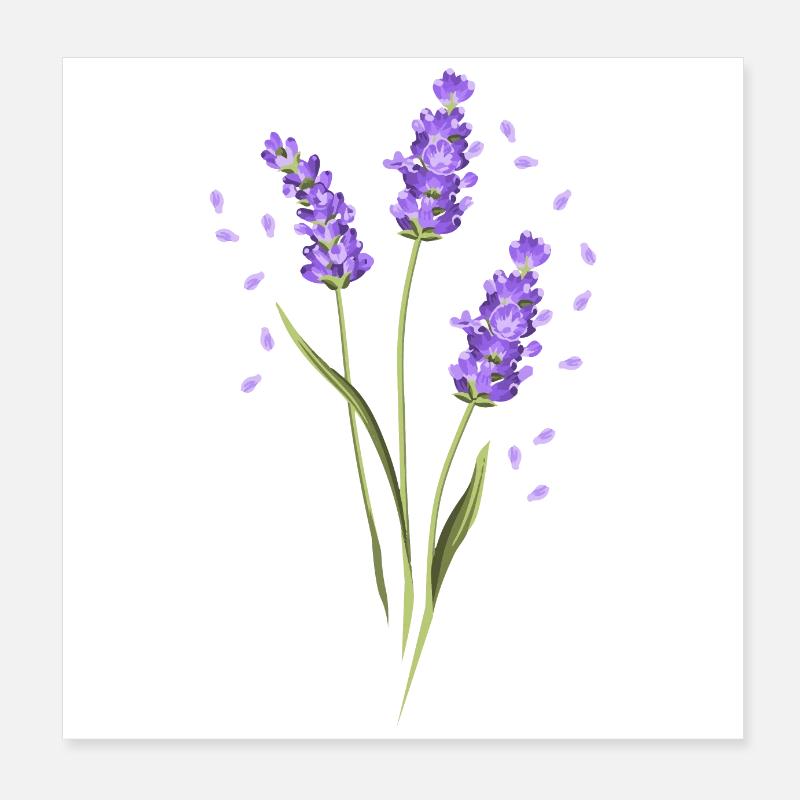 Fleur Violet Lavande d’été fleur idée de cadeau Poster 20 x 20 cm