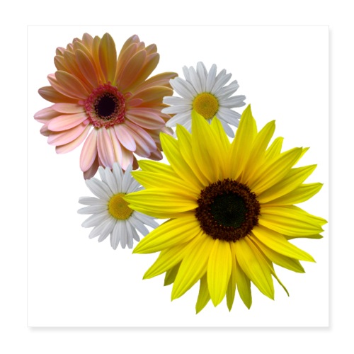 Sonnenblume, Margeriten, Gerbera Blumen, Blüten - Poster 20x20 cm
