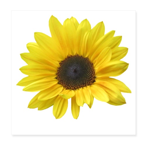Sonnenblume, Sonnenblumen, Blume, Blüte, floral - Poster 20x20 cm