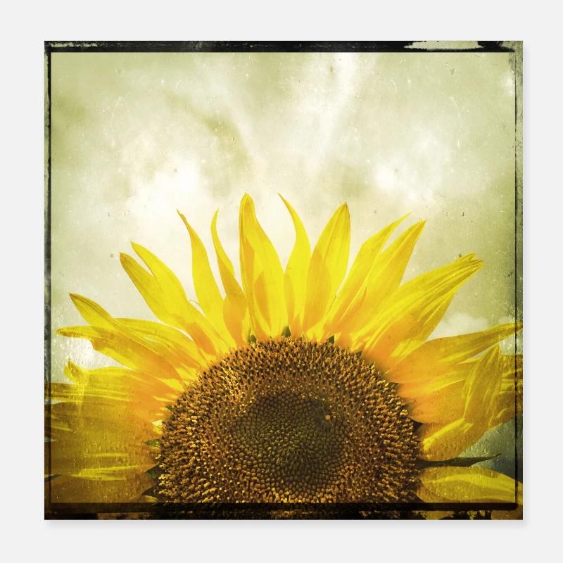 Half Sunflower Poster 8" x 8" (20x20 cm)