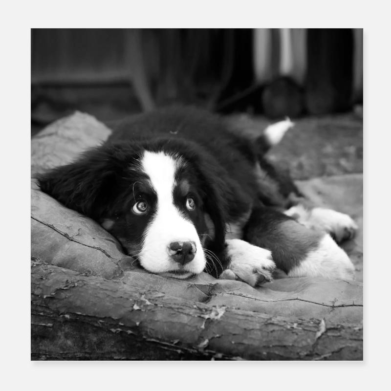 soll ich oder soll ich nicht - Poster 20x20 cm - Weiß