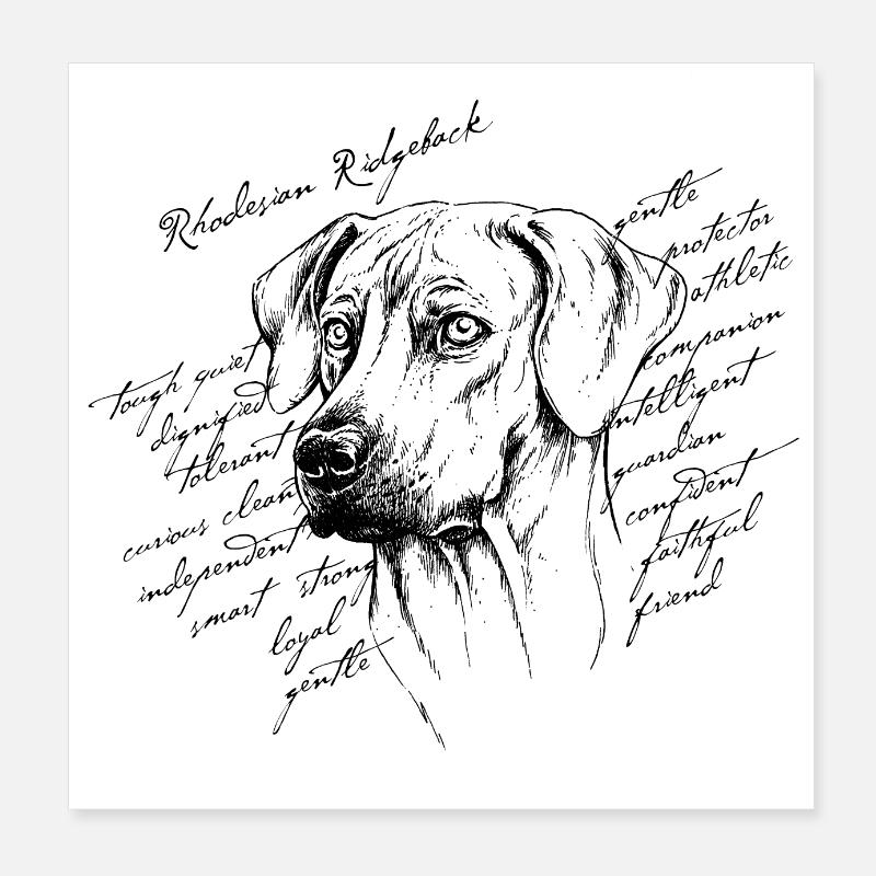 Rhodesian Ridgeback Poster 8" x 8" (20x20 cm)