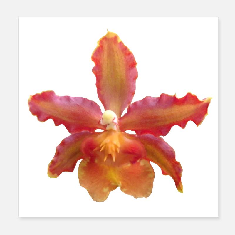 Orchidee Blüte, Orchideenranke, Orchideen Blume Poster 20x20 cm