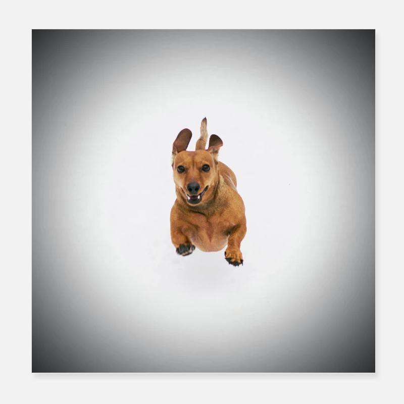 Teckel brun Poster 20 x 20 cm
