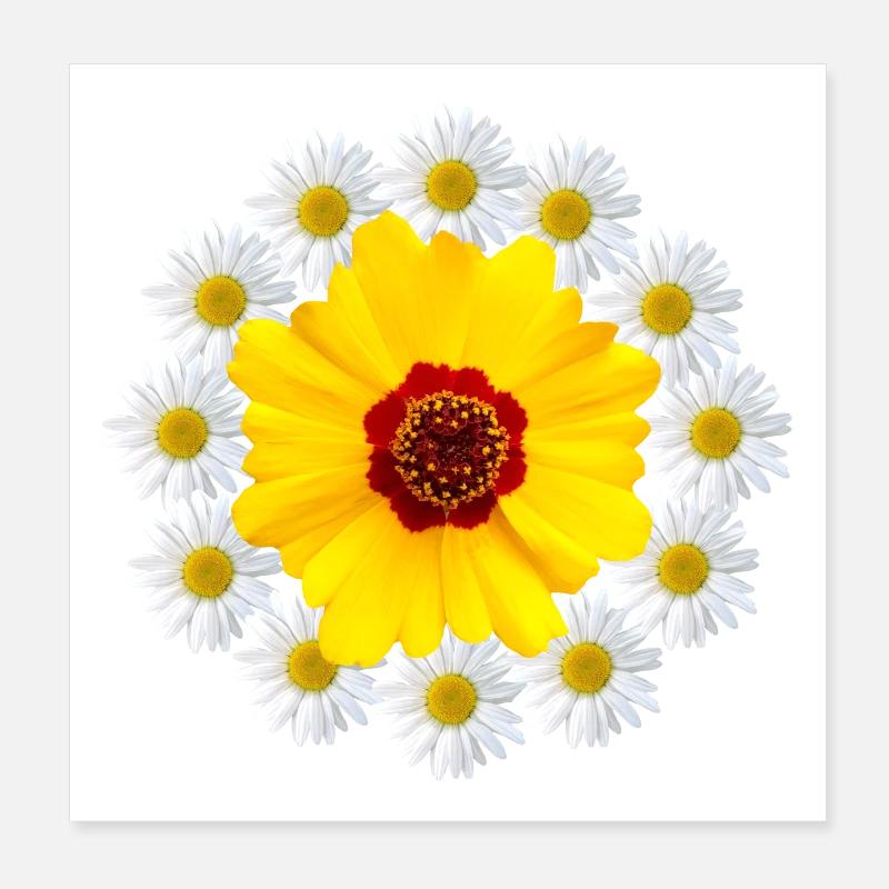 Margeriten mit gelber Blüte Gänseblümchen Blume Poster 20x20 cm