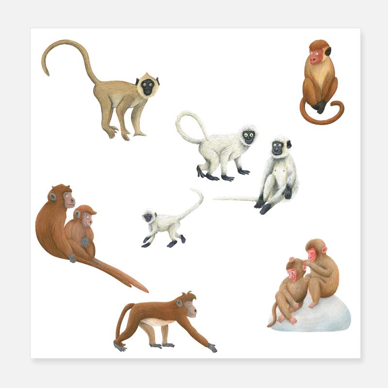 Singes asiatiques Poster 20 x 20 cm