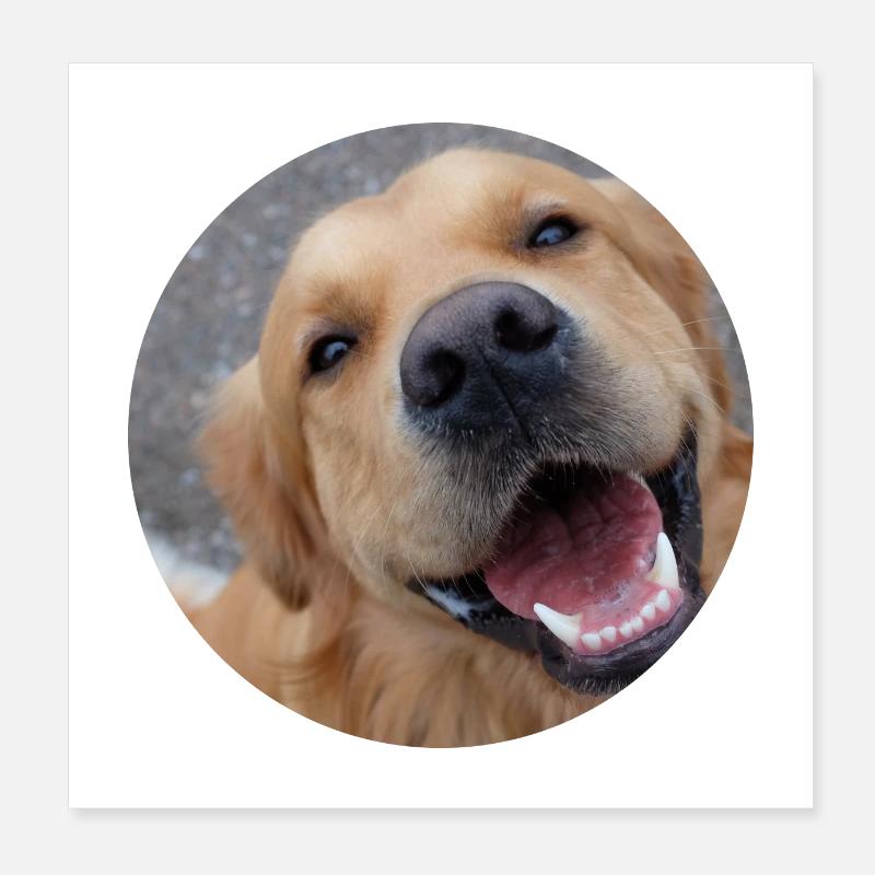Chien mignon Poster 20 x 20 cm