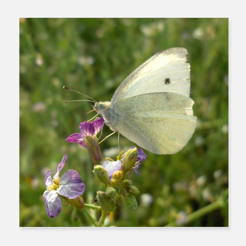 Papillon blanc sur fleur rose Poster 20 x 20 cm