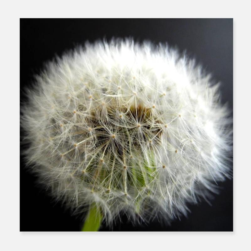 Poster - Dandelion Poster 8" x 8" (20x20 cm)