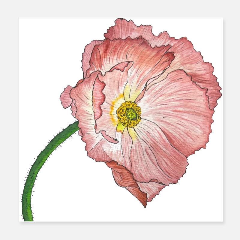 fleur de coquelicot rose Poster 20 x 20 cm