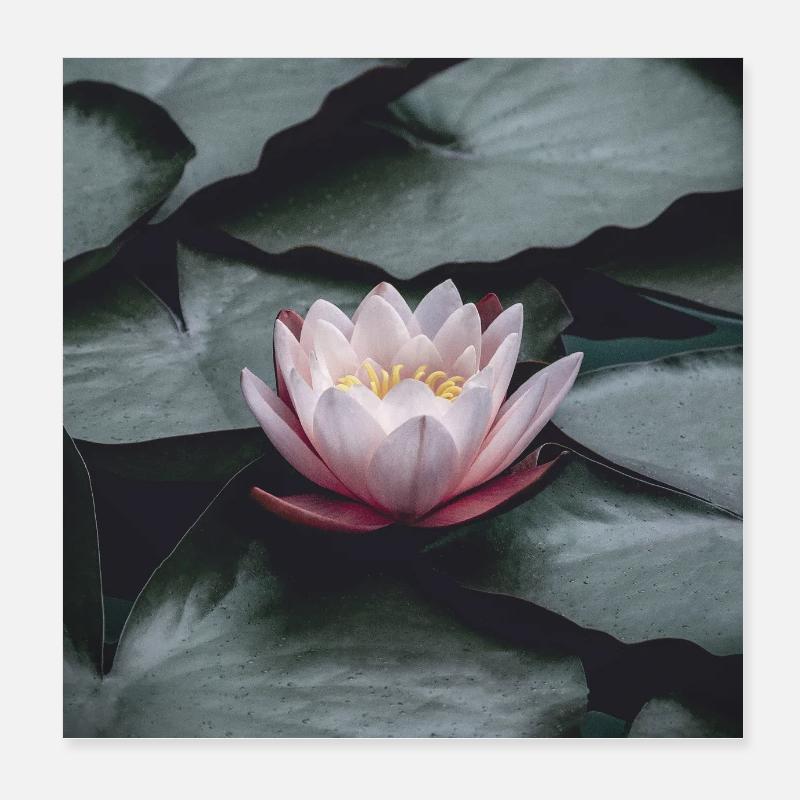 Nénuphar - Poster 20 x 20 cm - blanc