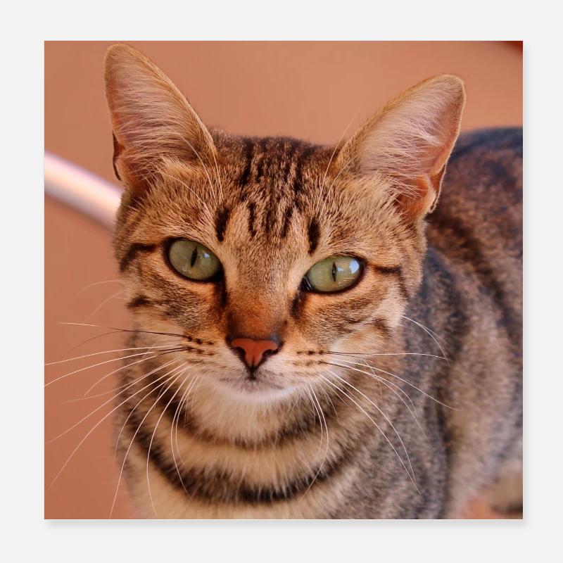 Chat chaton affiche chat carré affiche Poster 20 x 20 cm