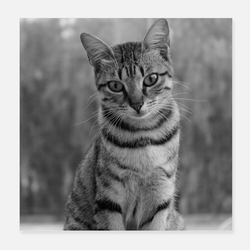 black and white cat Poster 8" x 8" (20x20 cm)