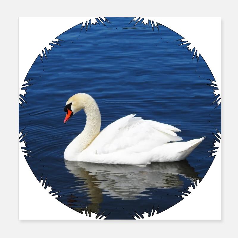 Graceful mute swan Poster 8" x 8" (20x20 cm)